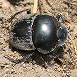 Scarabaeus rusticus